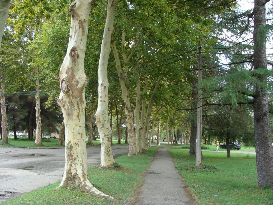 Чинара крона