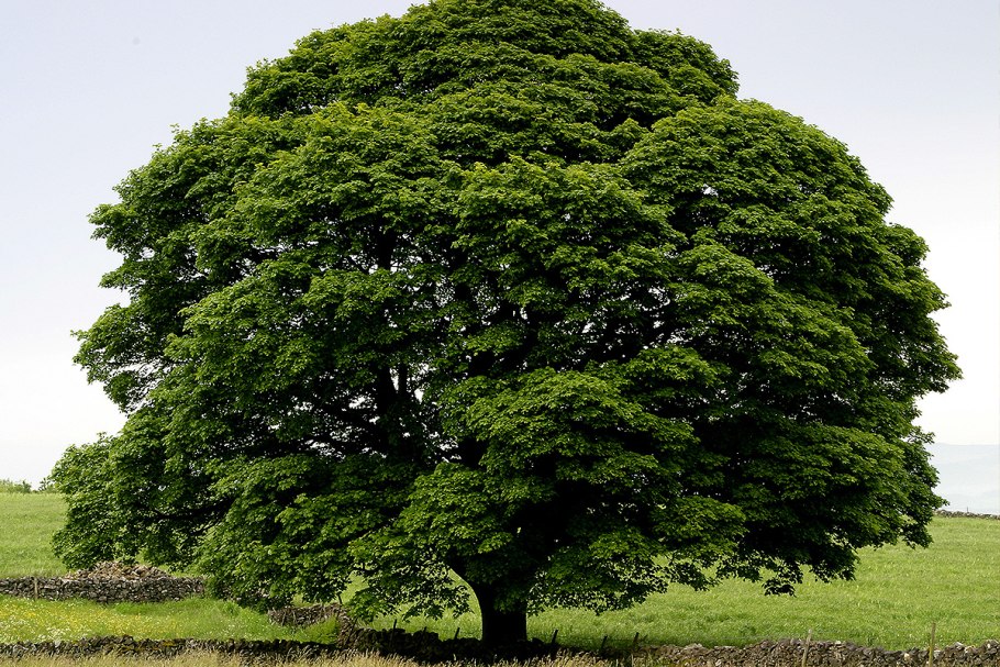 Платан Восточный (Platanus orientalis)