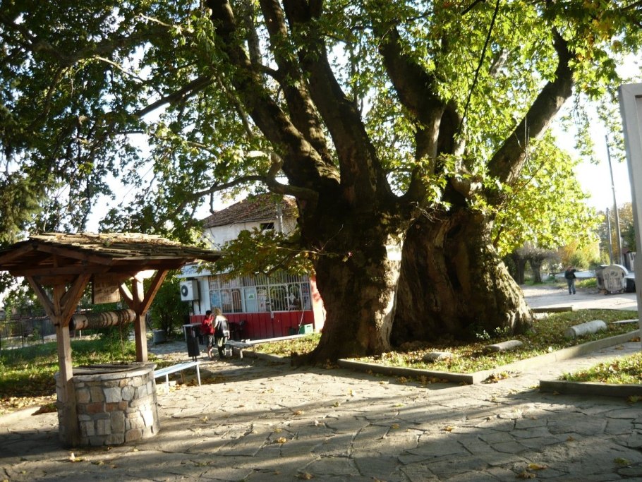 Платан Восточный (Platanus orientalis)