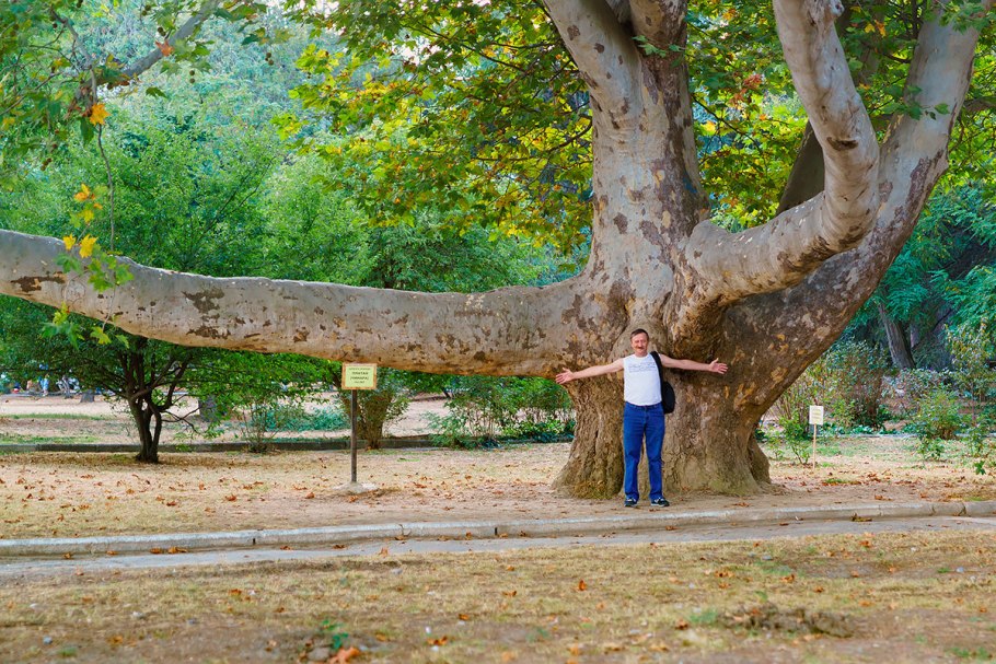 Платан в Турции