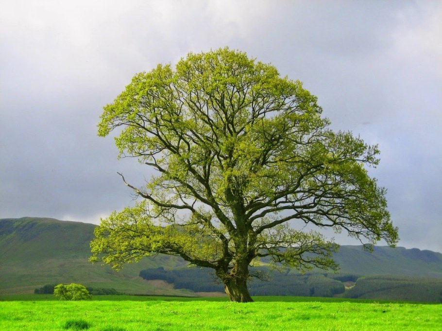 Платон Западный сикамора