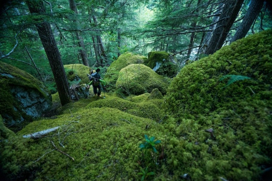 Скала с травой