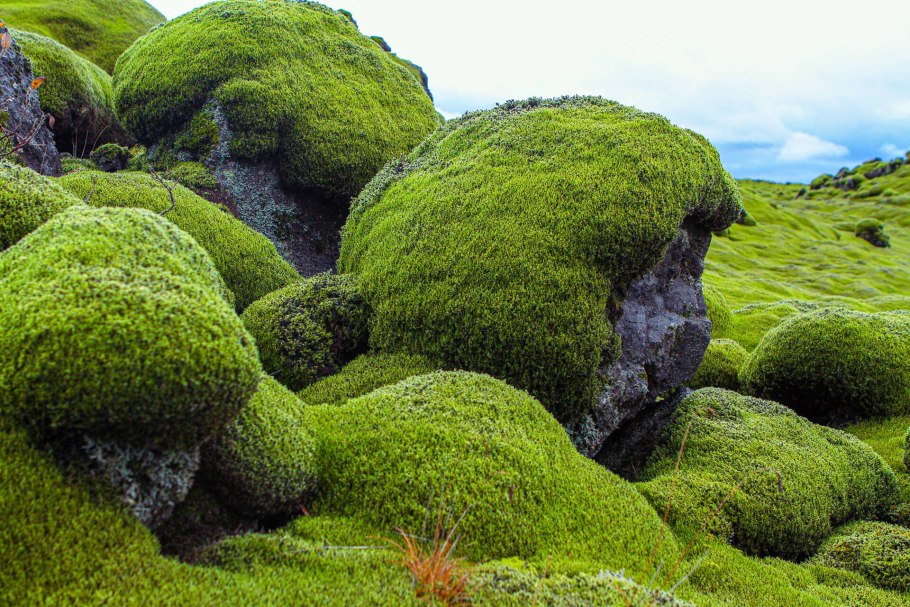 Мхи и лишайники на камнях