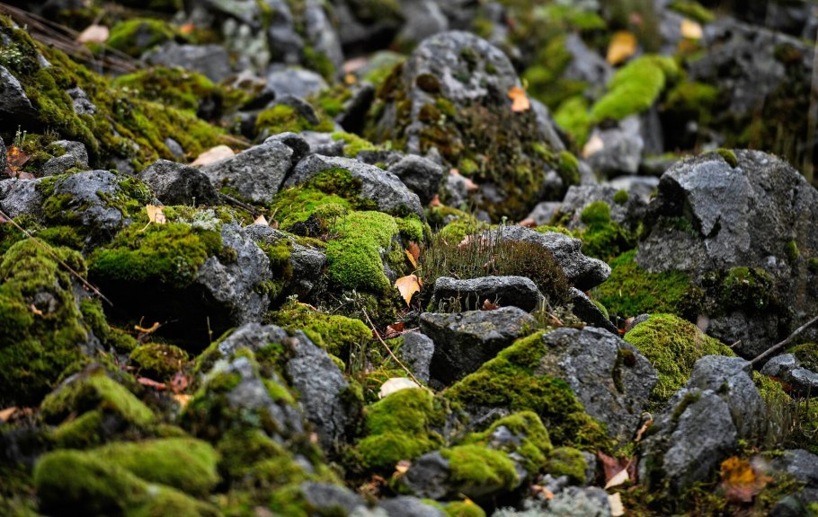 Мох в горах