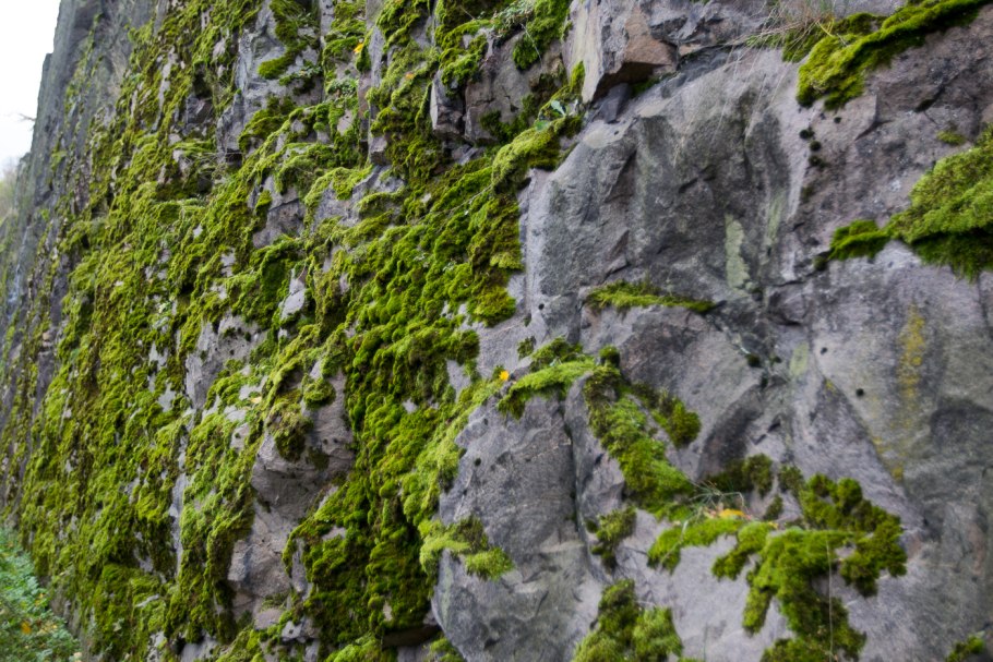 Грибы мхи лишайники