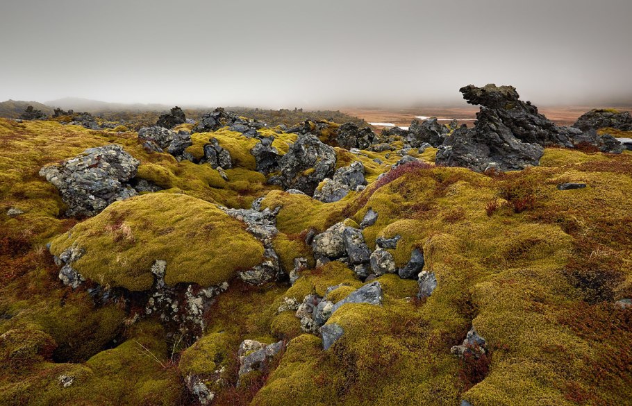 Кэрсивин Ирландия лес