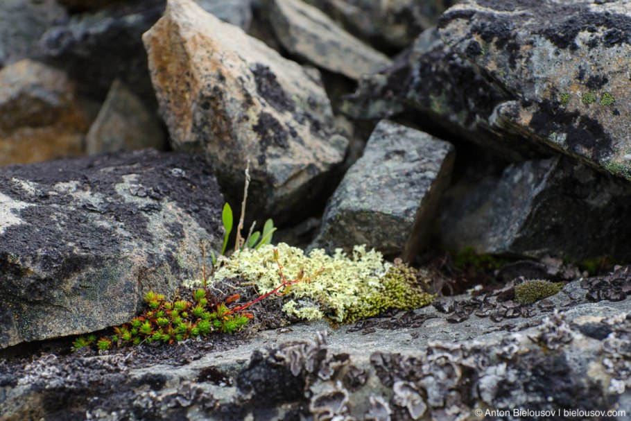 Лишайник ягель зеленый