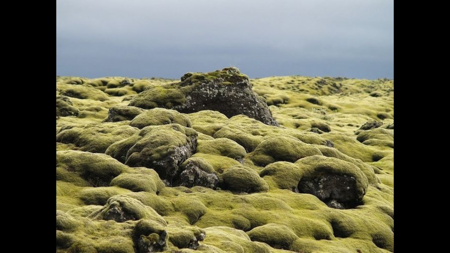 Мхи и лишайники на камнях