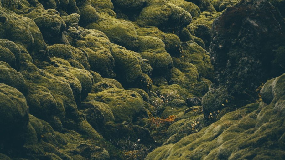 Эпилитные лишайники