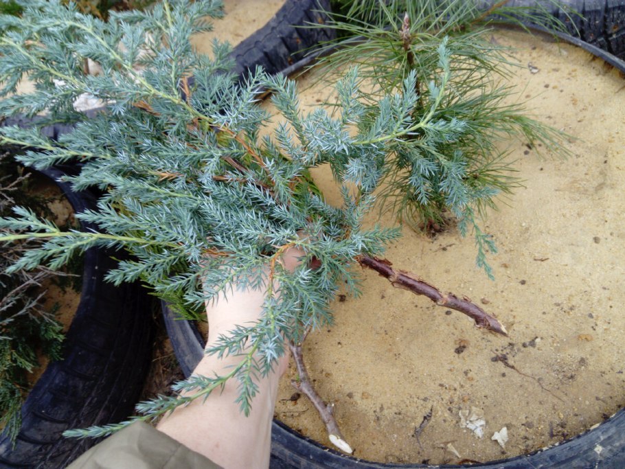 Черенкование можжевельника туи