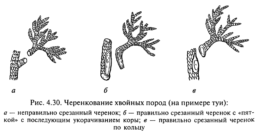 Шишки на туи Смарагд