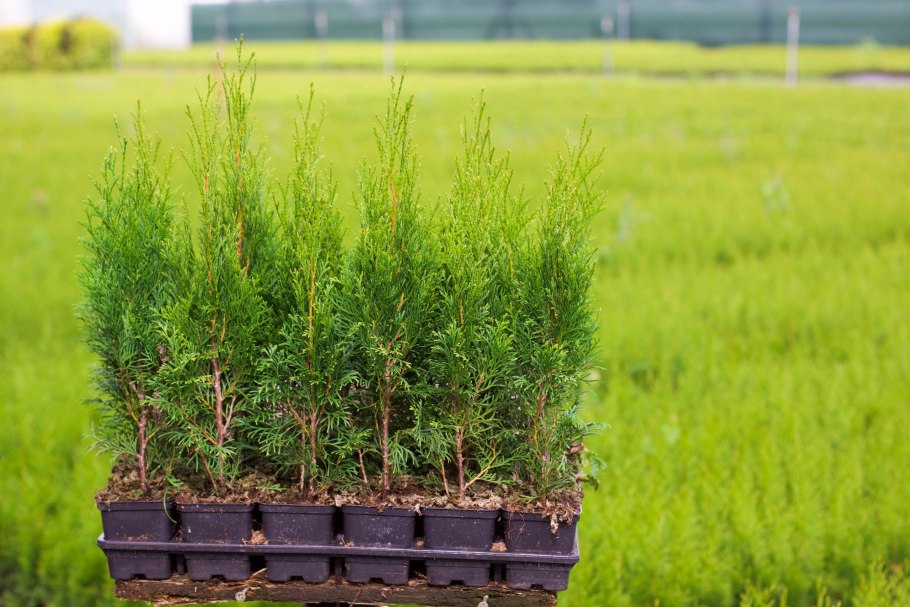 Отросток туи