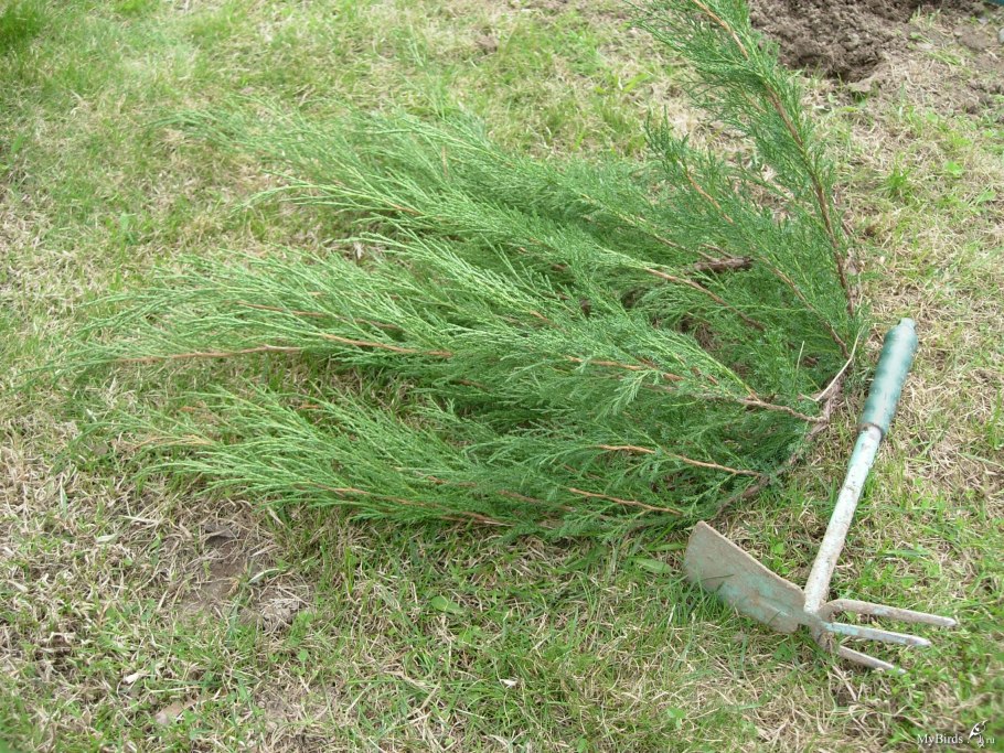 Кильчевание черенков туи