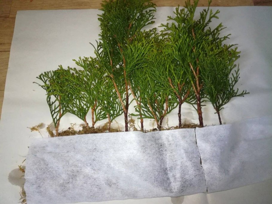 Сеянцы саженцы туя