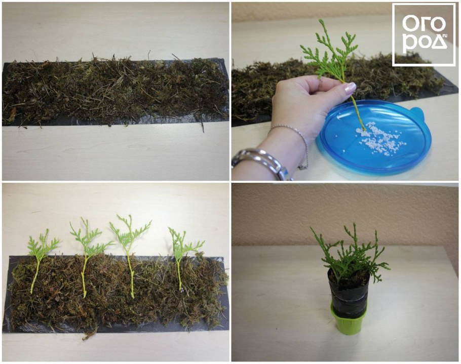 Черенкование туи