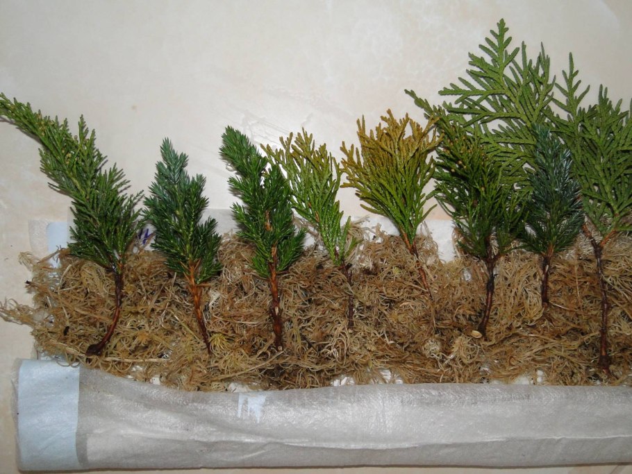 Укоренить черенки туи