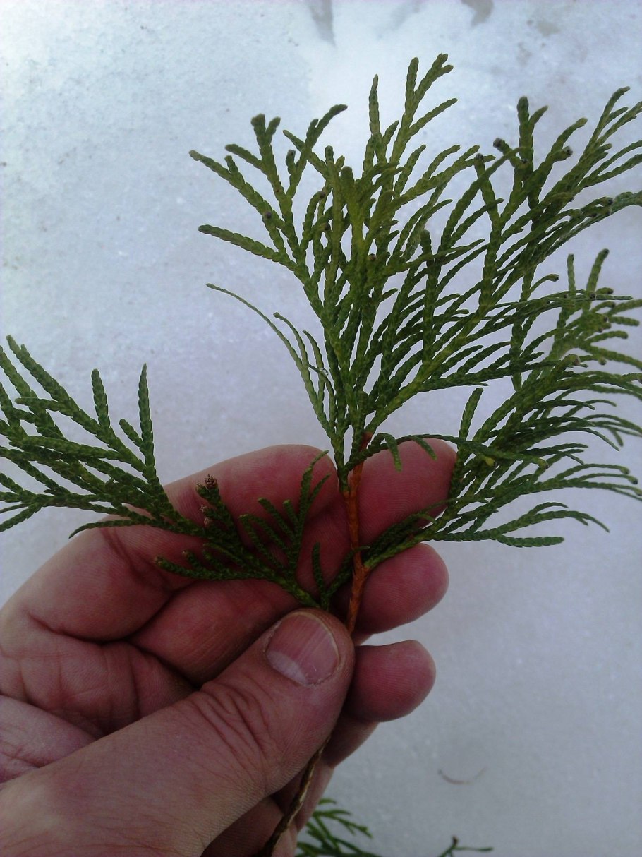 Розмарин укоренение черенков