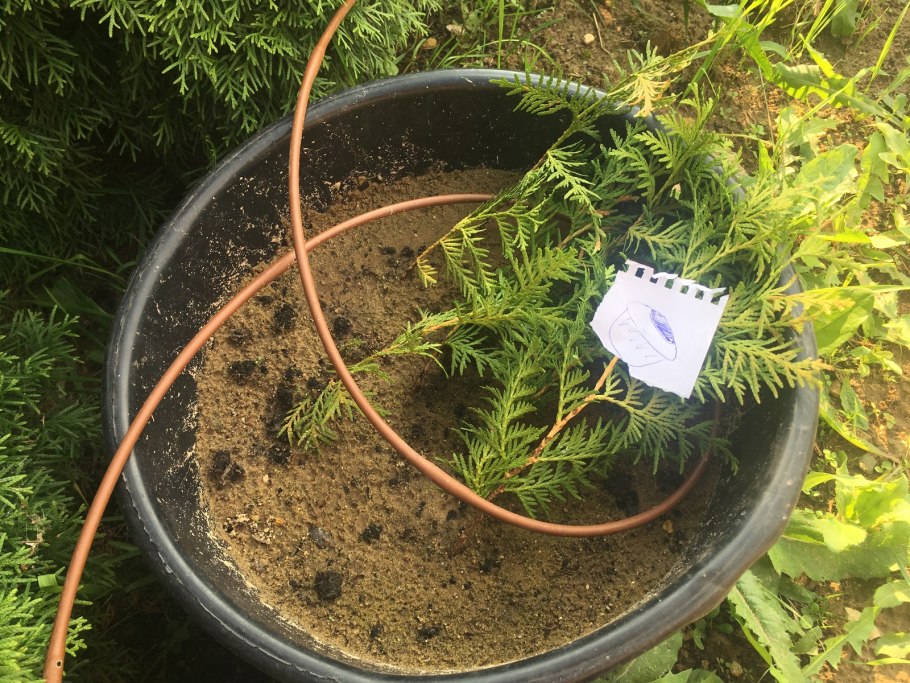 Можжевельник обыкновенный всход