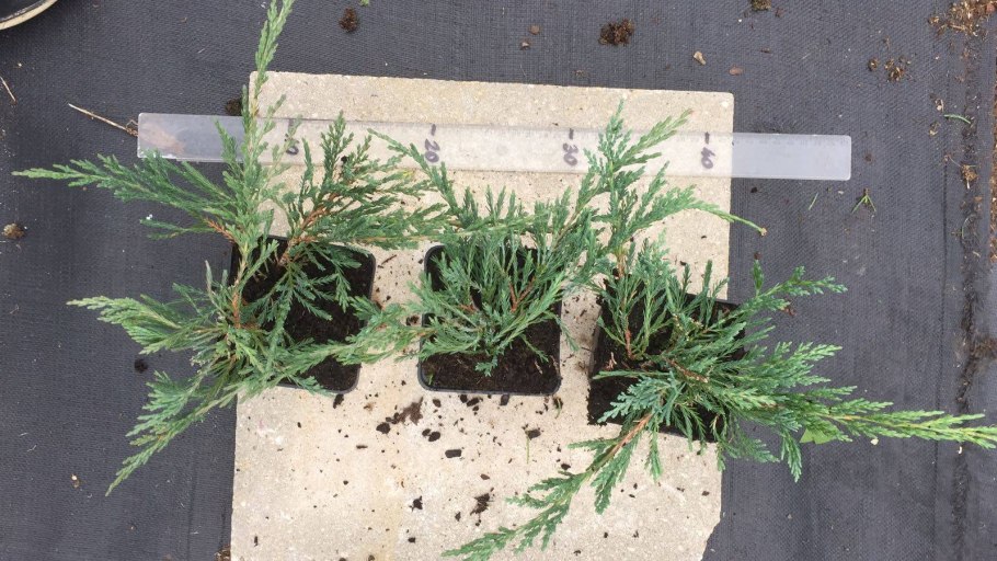 Можжевельник обыкновенный черенкование