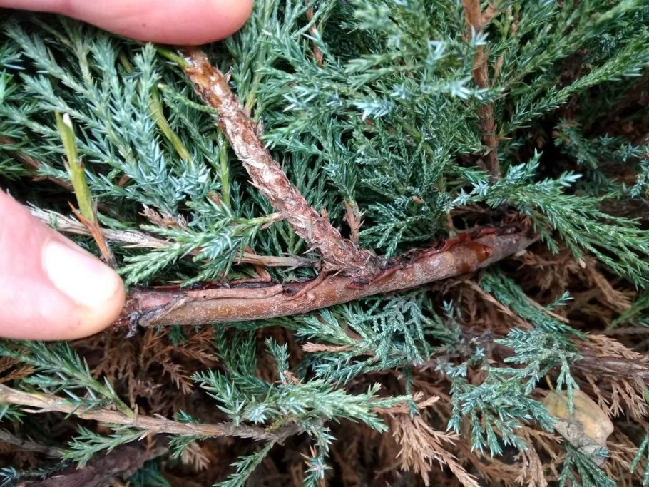 Черенкование можжевельника туи