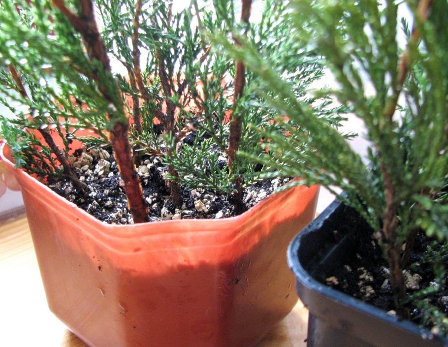 Укоренитель для туи