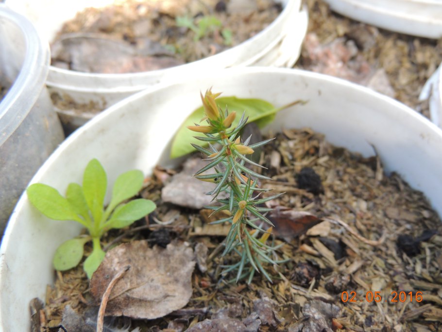 Размножение хвойников