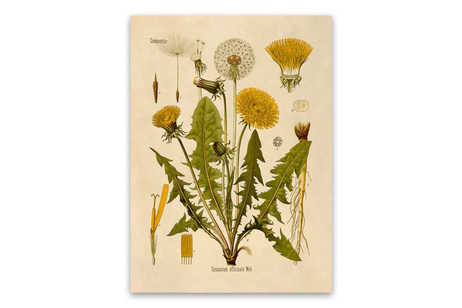 Типы соцветий покрытосеменных растений