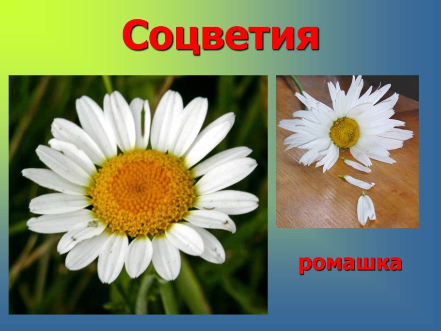 Василек строение цветка