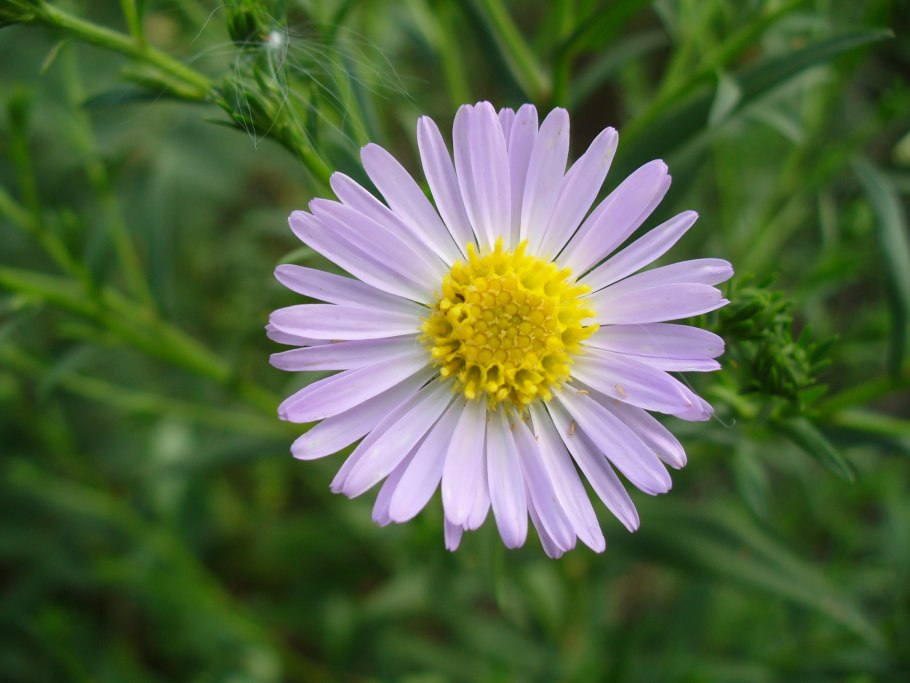 Астровые (Asteraceae)