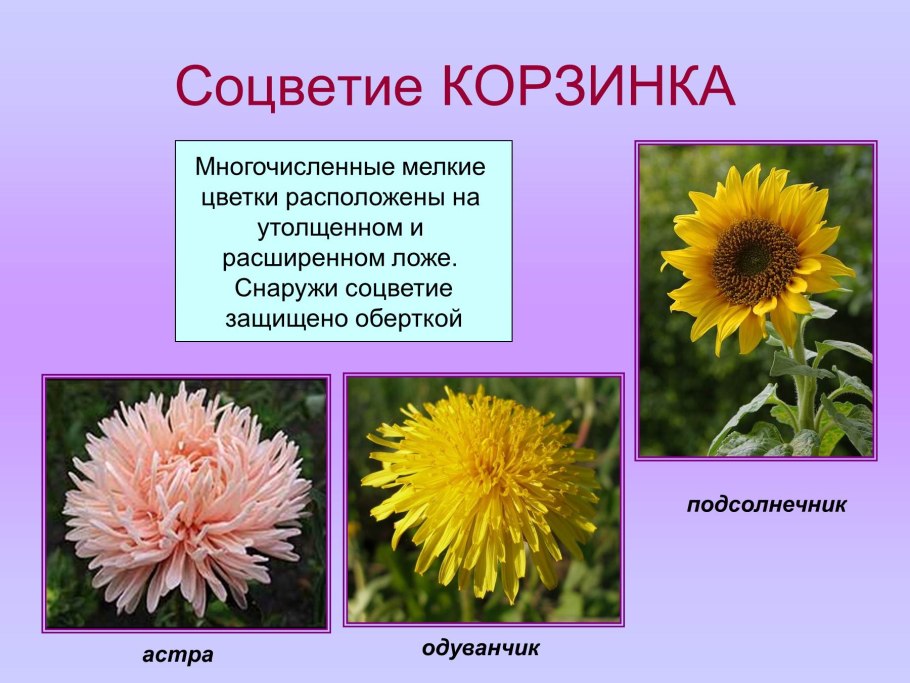 Строение цветка типы соцветий