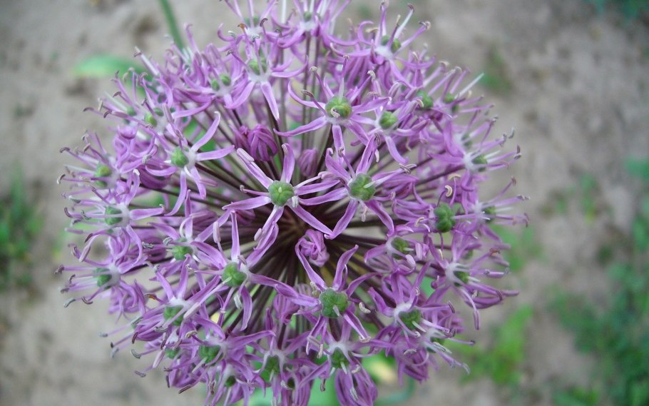 Строение соцветия одуванчика