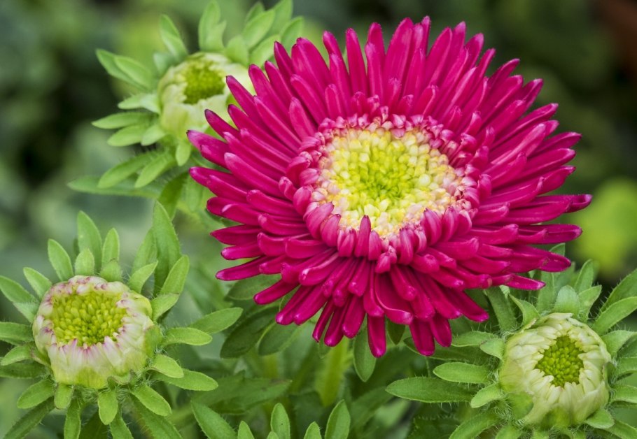 Allium соцветие