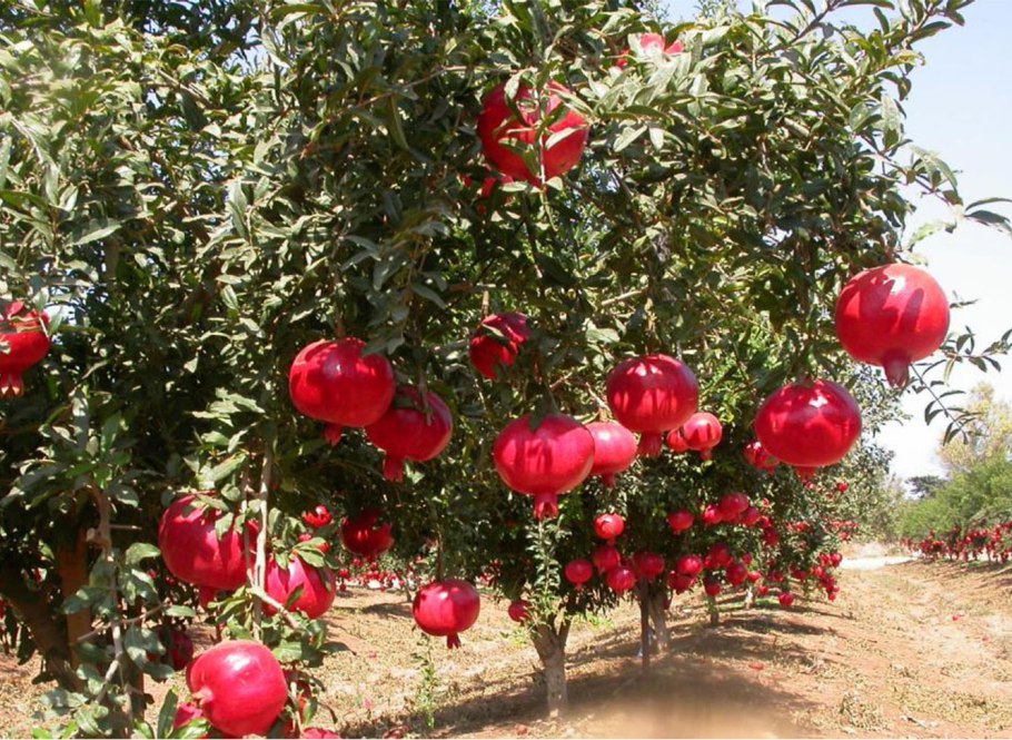 Гранат Punica granatum