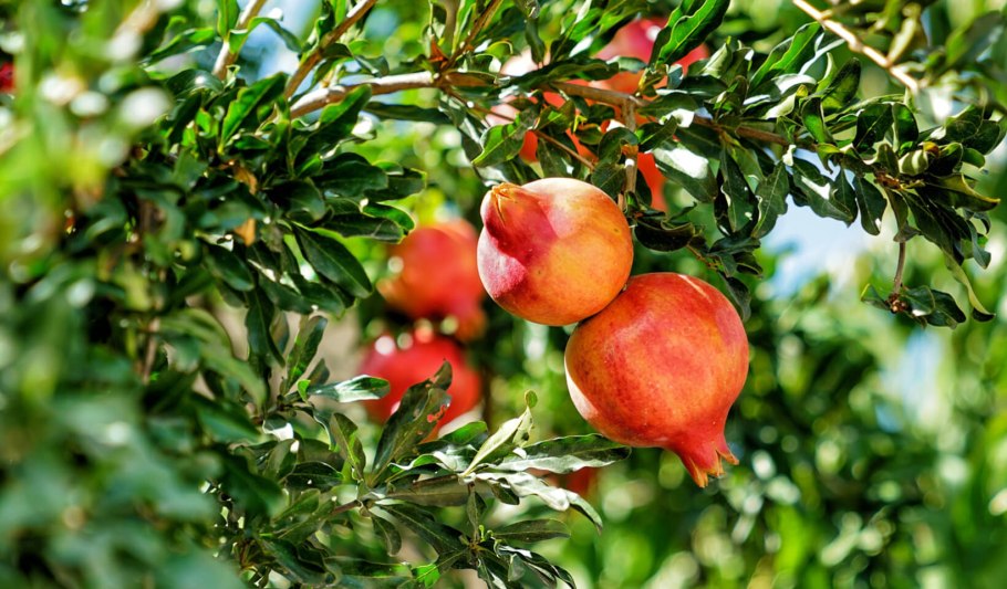 Гранат обыкновенный растение