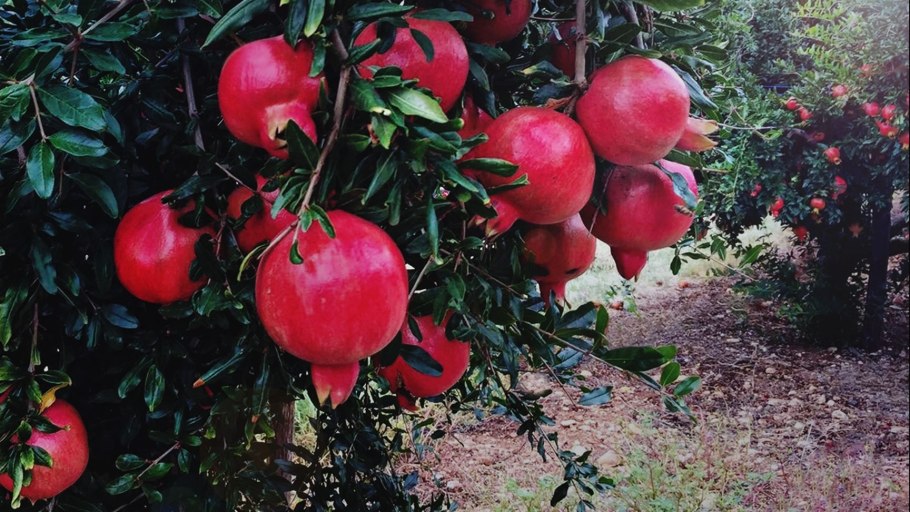 Гранат бала Мюрсаль