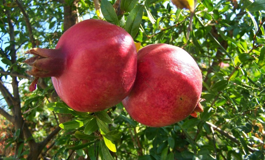 Гранат Ачик Анор