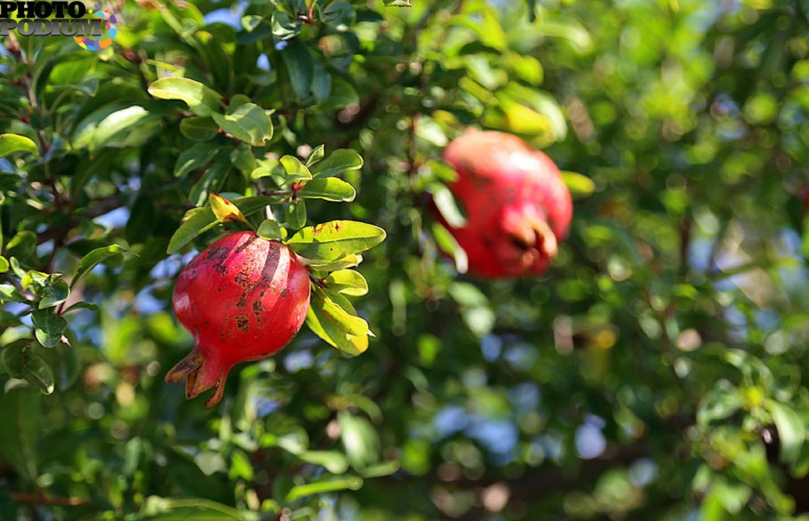 Гранат обыкновенный