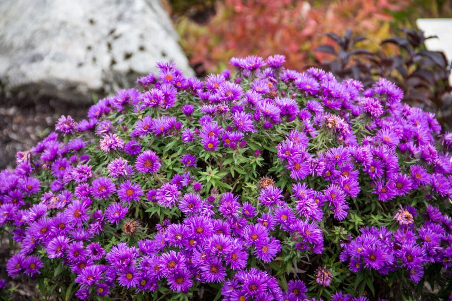 Седум (Очиток) Рубенса Лизард