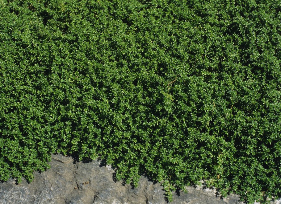 Алиссум снежный ковер