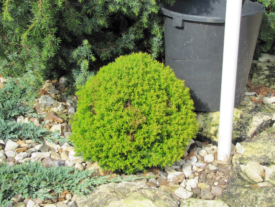 Можжевельник стелющийся Голден карпет