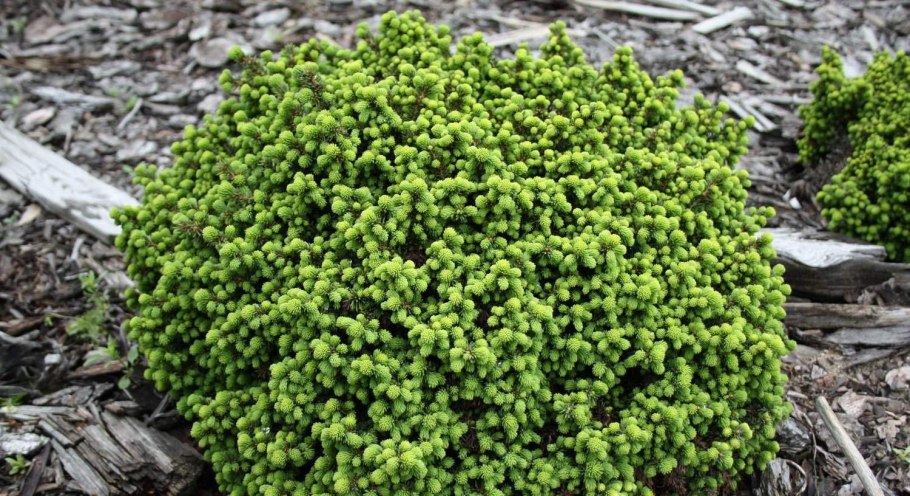 Пихта корейская тундра