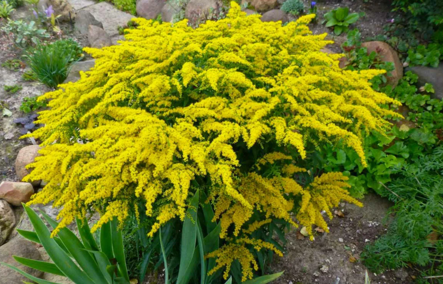 Почвопокровные многолетники Очиток