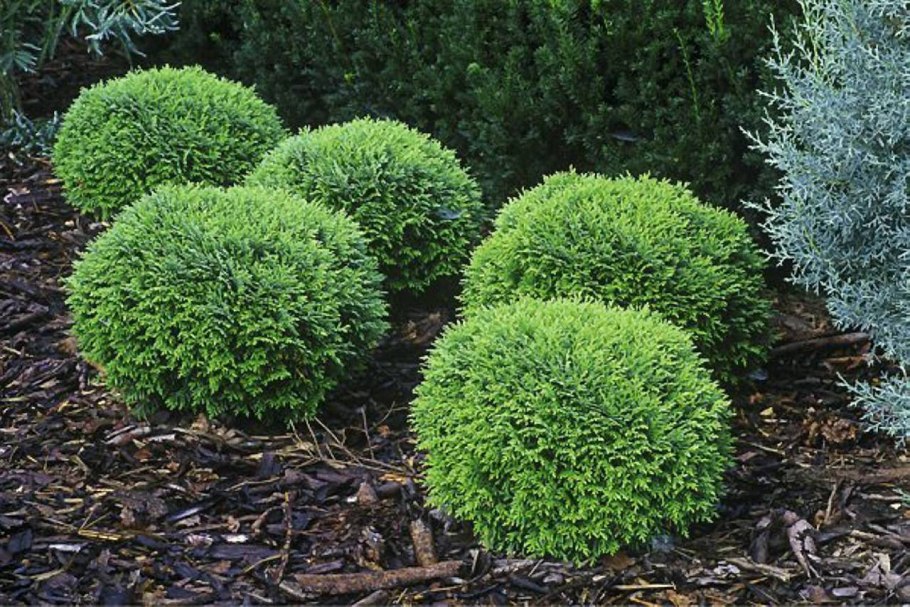 Тимьян ползучий Мэджик карпет