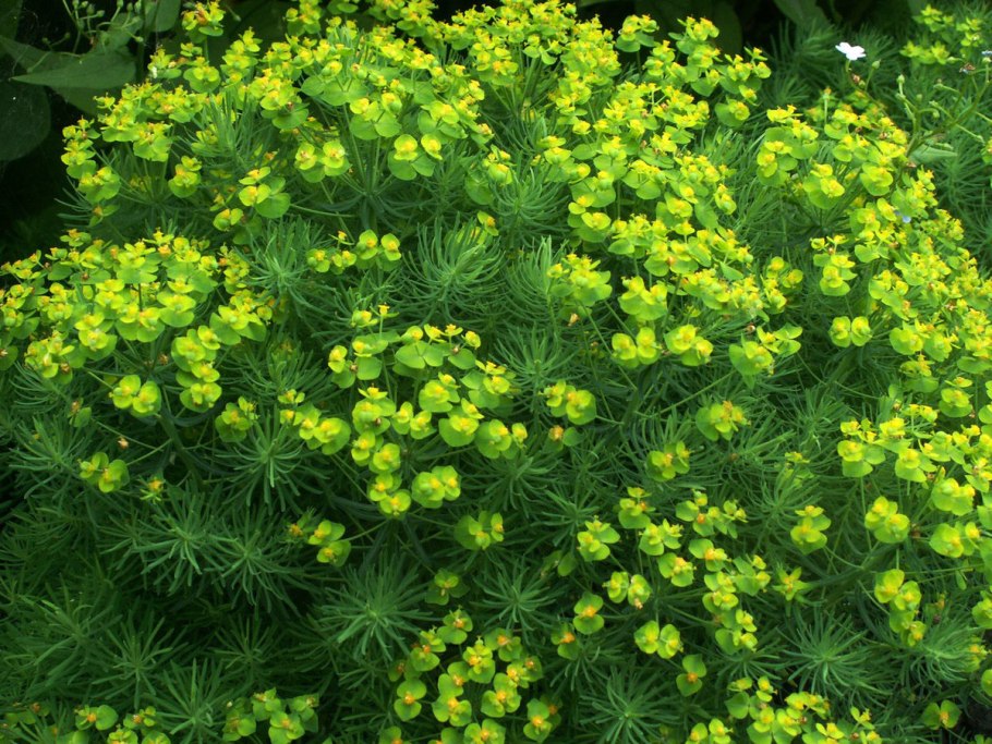 Кохия летний Кипарис