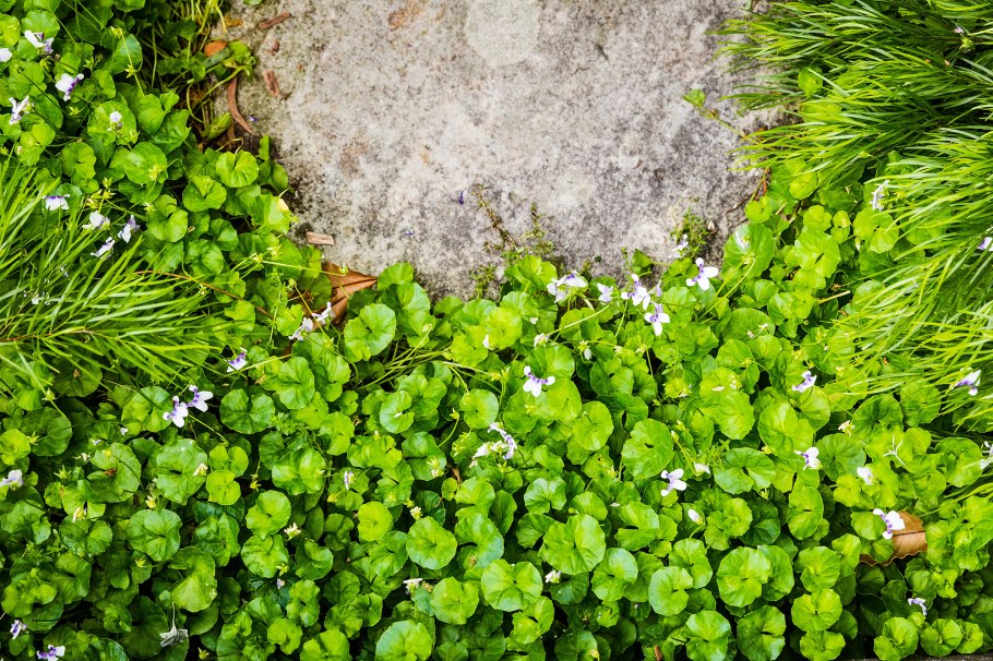 Ива бальзамическая