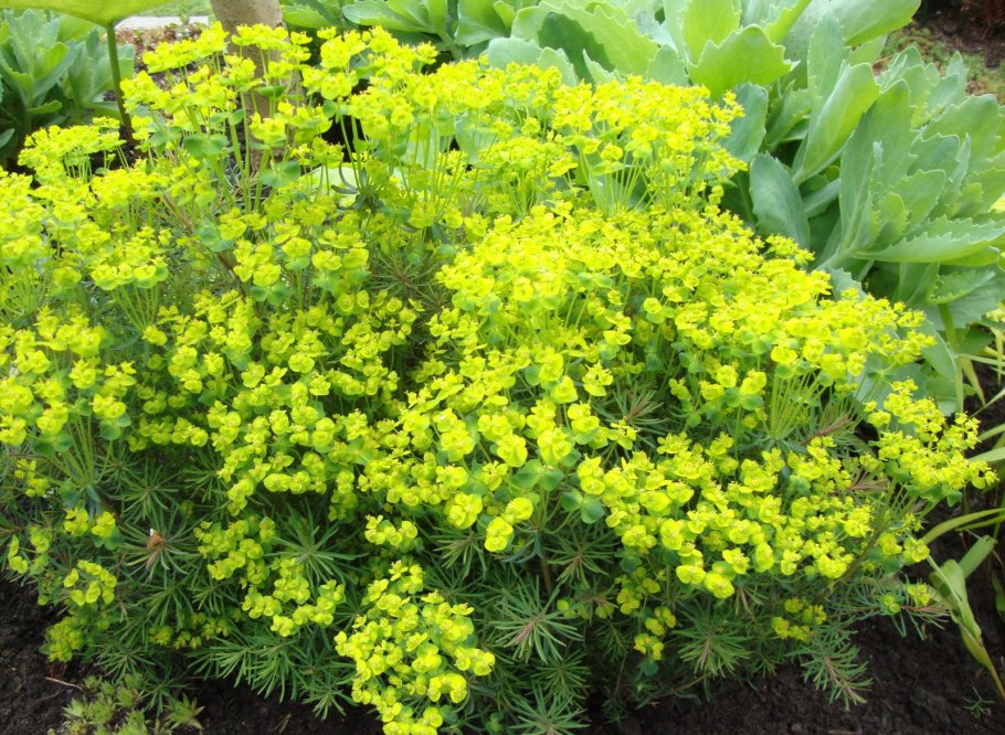 Сантолина Санта