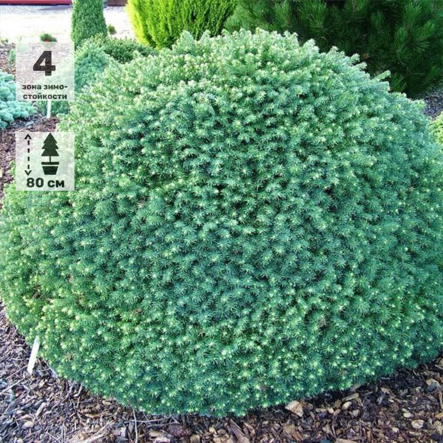 Вербейник монетчатый Aurea