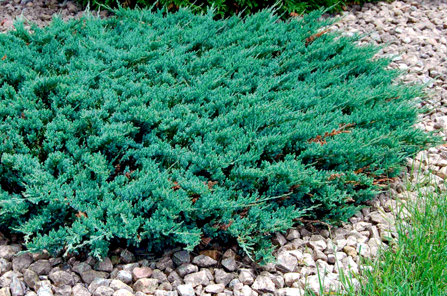 Кизильник Даммера (Cotoneaster dammeri Major