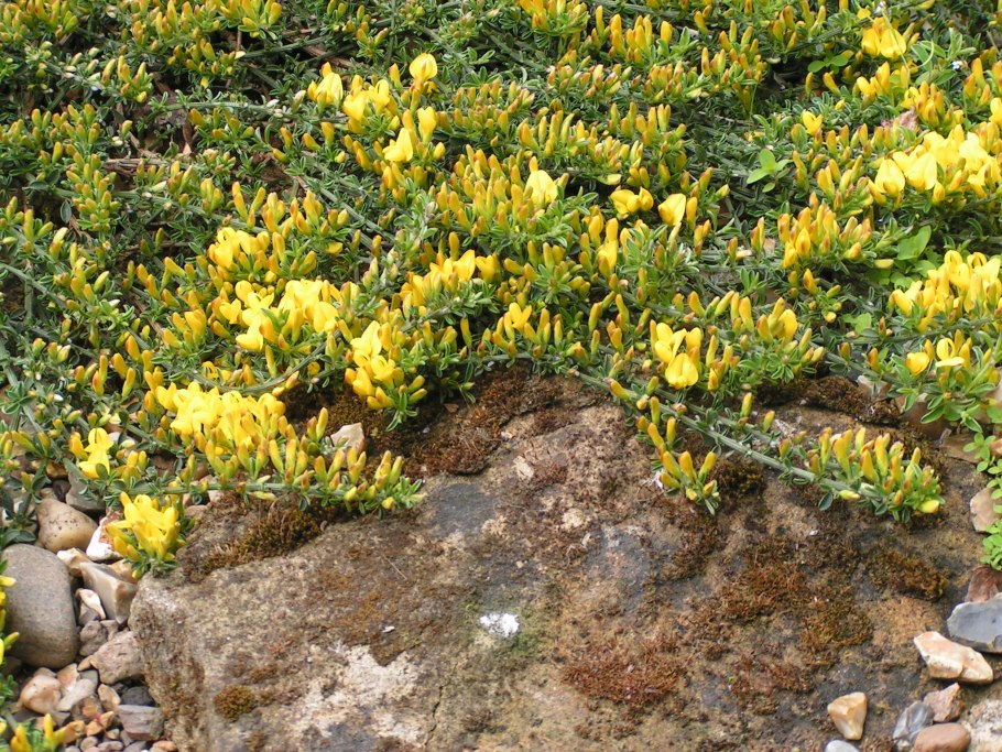 Ель Оморика Карел