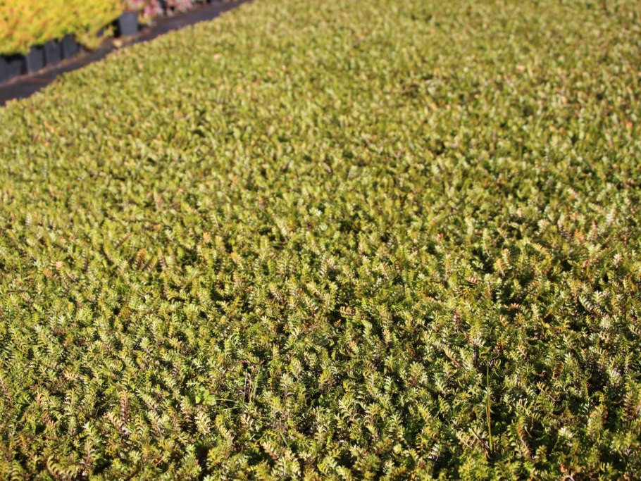 Сосна Горная Laurin